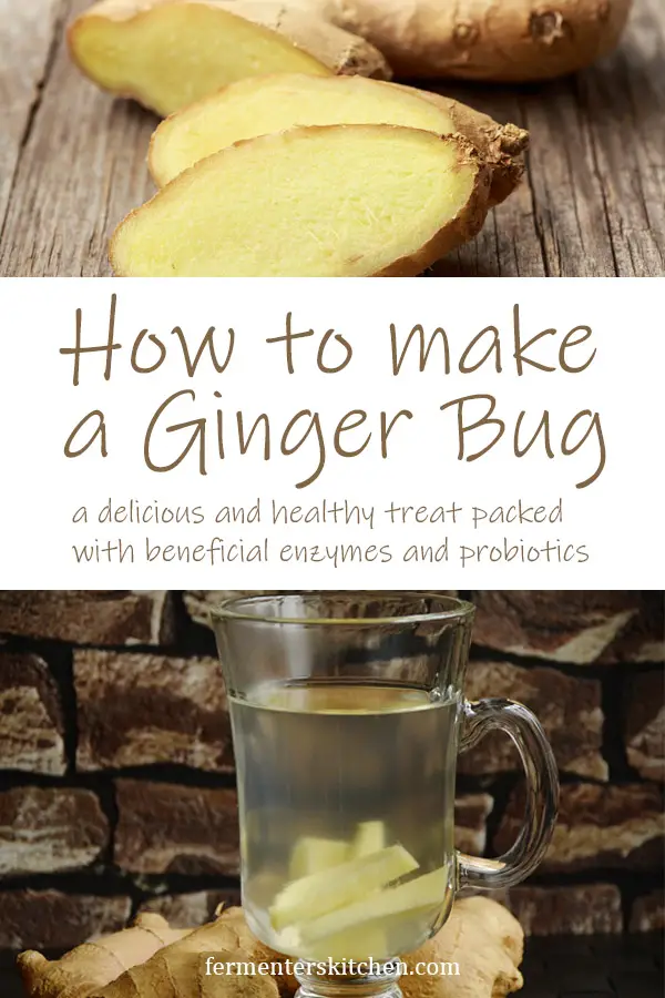 ginger bug recipe how to make ginger bug a delicious and healthy treat with beneficial enzymes and probiotics