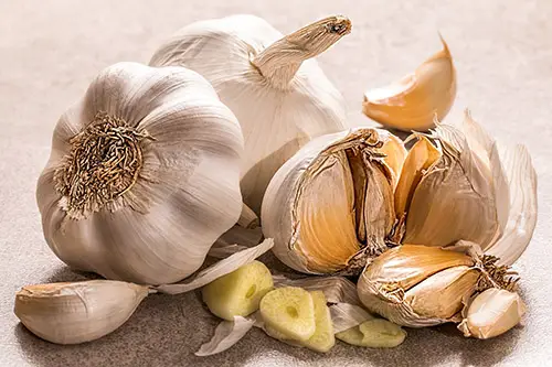 easy fermented garlic recipe