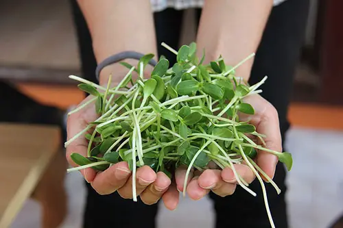 how to spout seeds sunflower