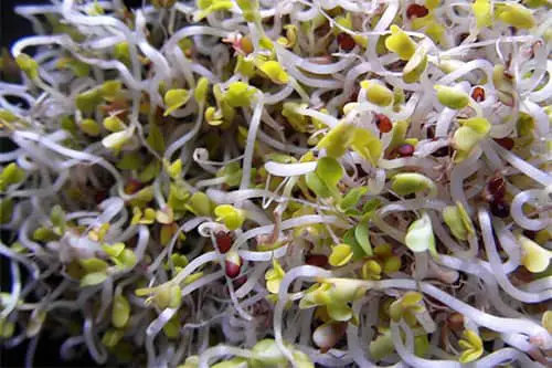 broccoli sprouts how to grow from seeds