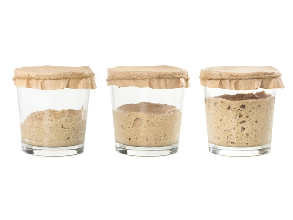 stages of sourdough starter growing