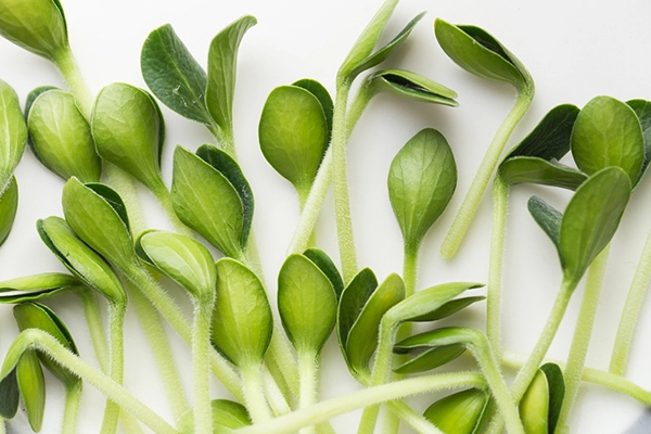 how to sprout pumpkin seeds into microgreens
