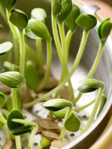 how to sprout pumpkin seeds