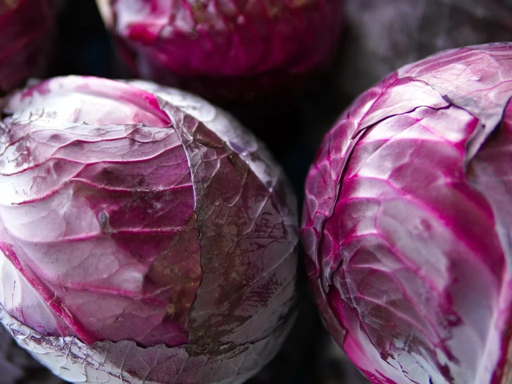 red cabbage is type of cabbage for making sauerkraut
