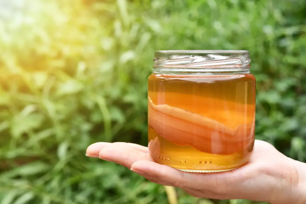 Kombucha with a SCOBY