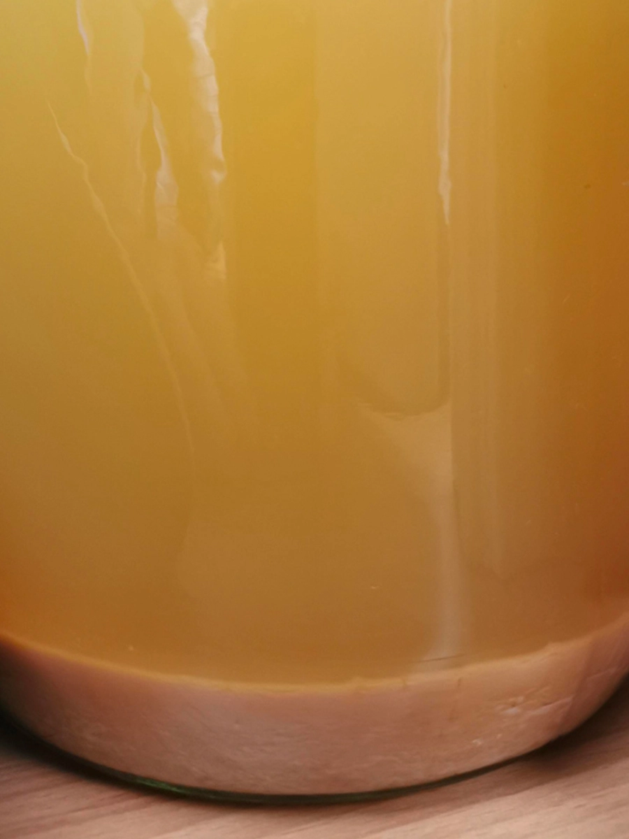Sediment build-up at the bottom of a carboy of honey mead